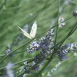Alpenhof Alojamento de Acomodação e Pequeno-almoço