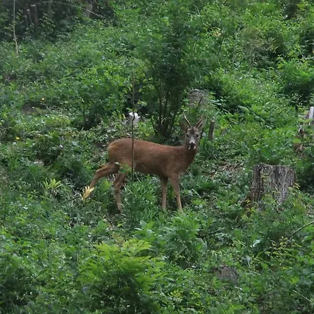 Alpenhof Frühstückspension