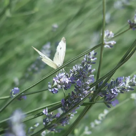 Alpenhof Frühstückspension