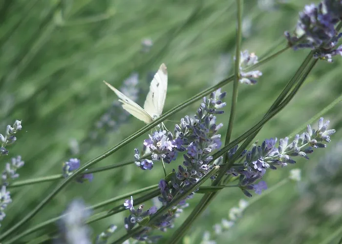 Alpenhof Bed and breakfast